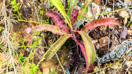 Nepenthes in the wild. Carnivorous plant. Monkey cups from Borneo