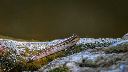 Borneo mudskippers fish Periophthalmodon schlosseri on the driftwood 
