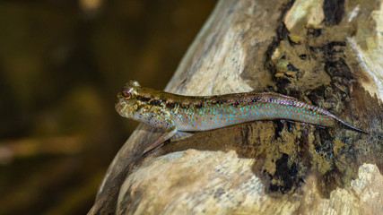 Borneo mudskippers fish Periophthalmodon schlosseri on the driftwood 