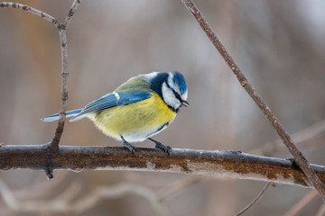 Fototapeta premium Winter