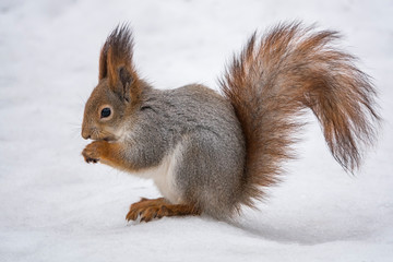 Fototapeta premium Winter