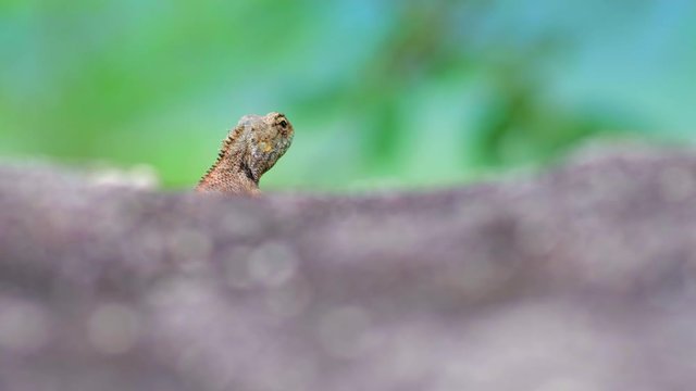 Close up of Oriental Garden Lizard, eastern garden lizard or changeable lizard on the rock with green natural background , animal wildlife concept.