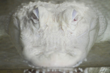 Portrait d'un crocodile alligator albinos dans l'eau