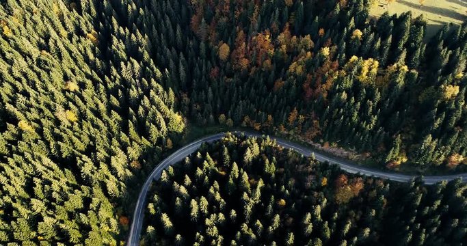 Arial view. Autumn forest and nature