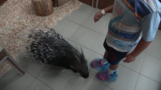 Kherson, Ukraine - 14th of August 2019: 4K At the petting zoo - Child with caution touches a tame porcupine