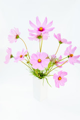 close up of beautiful bouquet of pink cosmos flower isolated on white background 