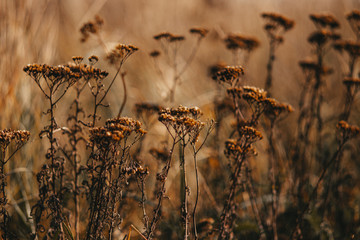 autumn field plants of Russia