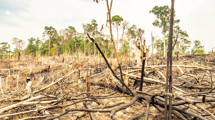 Forest fire aftermath, Borneo, Indonesia