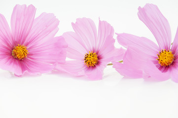 close up of three cosmos flower isolated in white background.