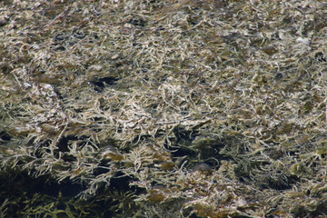 Sago Pondweed (Potamogeton pectinatus) underewater plant