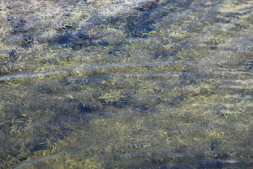 Sago Pondweed (Potamogeton pectinatus) underewater plant