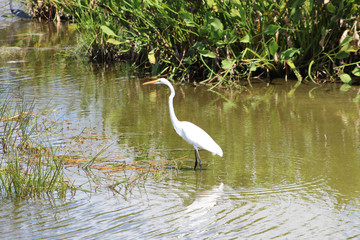 white ibis wading in the marsh