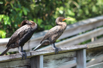 cormorant with turquoise eyes in the swamp