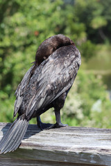 cormorant with turquoise eyes in the swamp