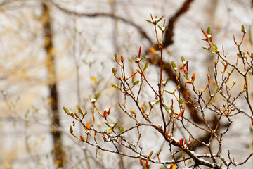 A snowy forest scene. royal azalea and first snow 