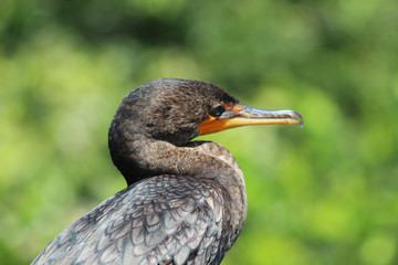 cormorant with turquoise eyes in the swamp
