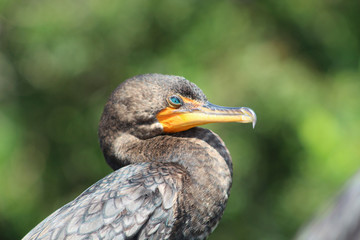 Obraz premium cormorant with turquoise eyes in the swamp