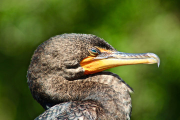 cormorant with turquoise eyes in the swamp