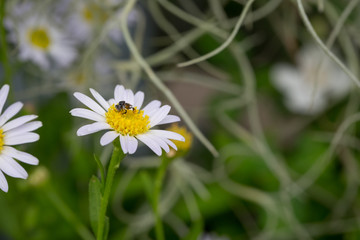 Little white daisy flower with green bokeh