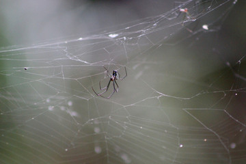spider in the Florida swamp