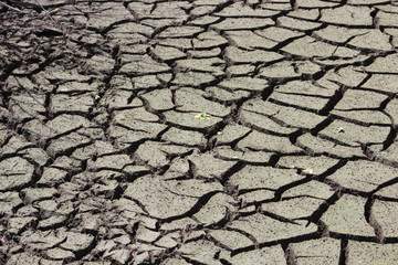 dry cracked clay in swamp