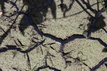 dry cracked clay in swamp