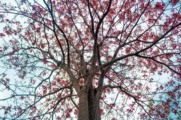 Ocobo tree in the city of Cali Colombia