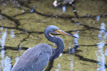 Louisiana Heron on cracked earth
