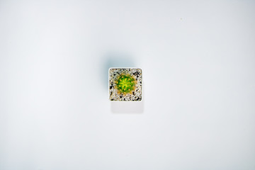 Aerial photograph of cactus in white background