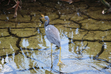 Louisiana Heron on cracked earth