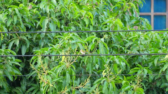 Common tailorbird singing and perching on electric wire