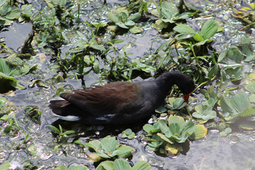 moorhen duck in marsh