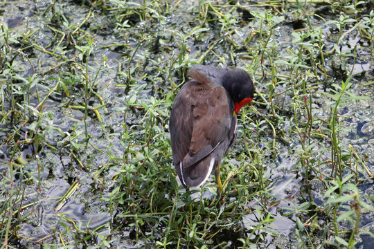 moorhen duck in marsh