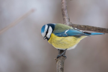 Winter