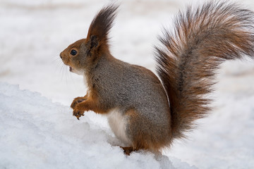 Fototapeta premium Winter