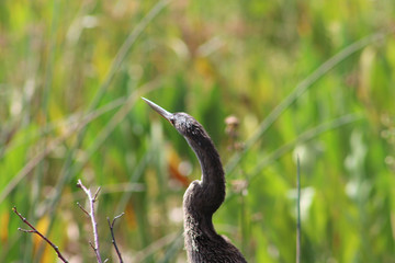 Bird perched in swamp tree