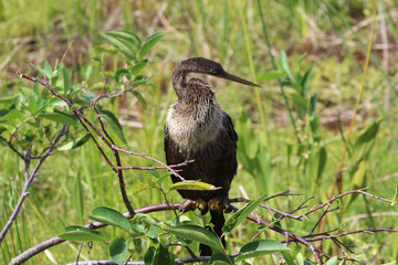 Bird perched in swamp tree