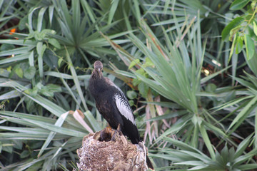 osprey perched on a tree trunk