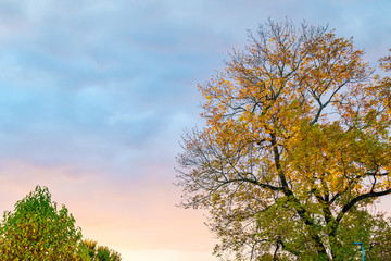 Fototapeta na wymiar Baum im Herbst