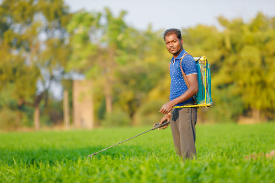 Indian Farmer Spraying Pesticides In Green Wheat Field 