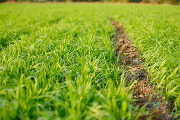 Green wheat field in Indian farm  