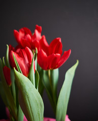 red tulips with grey background