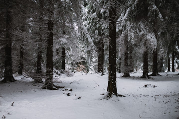 snow and ice in the forest, Winter background