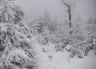 natural winter background - forest