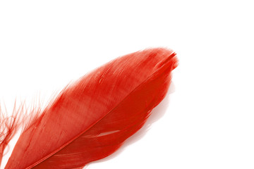 Red feather isolated on white