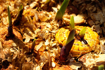 Orange gladiolus bulbs with young green sprouts in wet wood chips