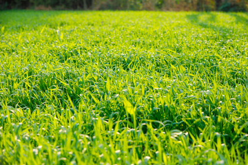 Green wheat field in Indian farm  