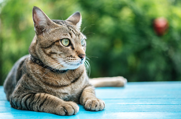 Close-up of the tabby on the blue cement floor and looking to the left