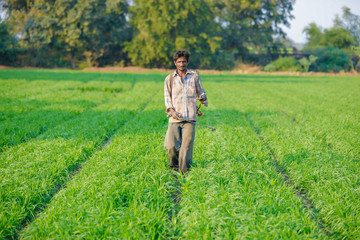Naklejka na ściany i meble Indian farmer spraying pesticides in green wheat field 