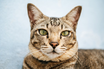 Fototapeta premium Focus closely on the tabby eyes